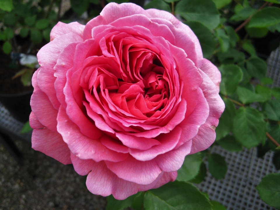 Nature blossom plant flower