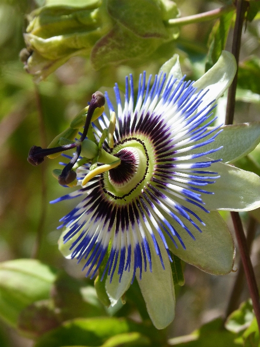 Florecer planta flor botánica
