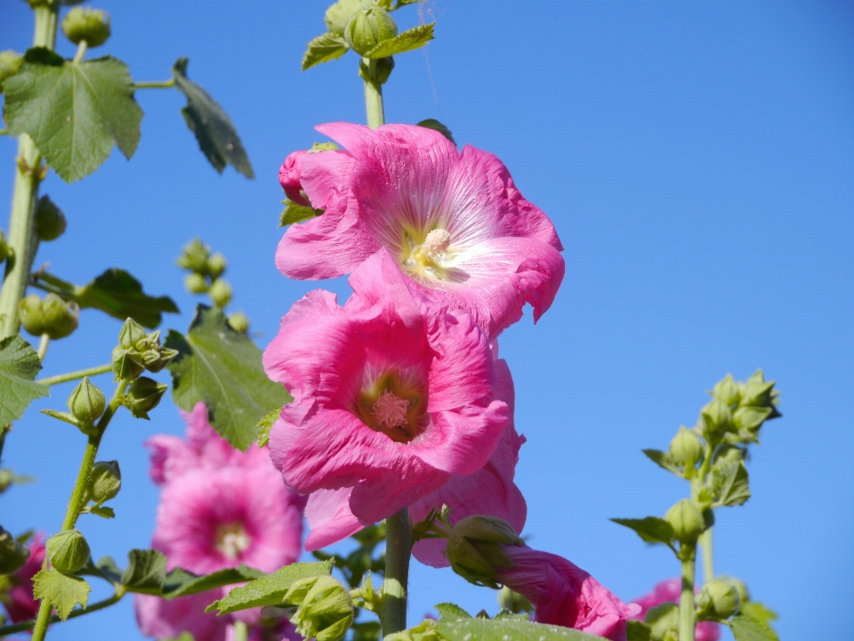 Blossom plant leaf flower