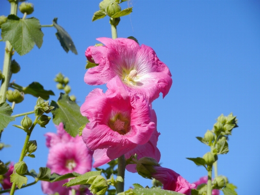 Blossom plant leaf flower Photo