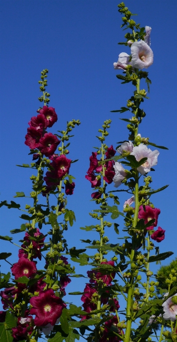 Fiore pianta bianco foglia