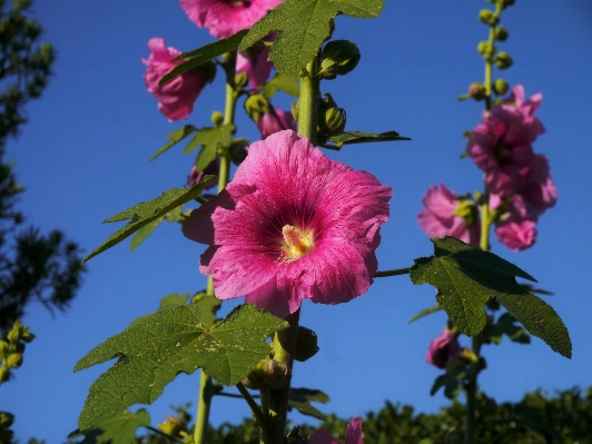 Blossom plant leaf flower Photo