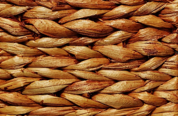 Nature structure plant wheat Photo