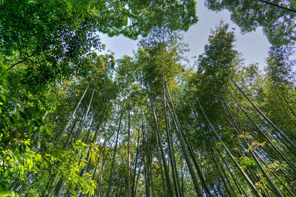 Albero foresta ramo pianta