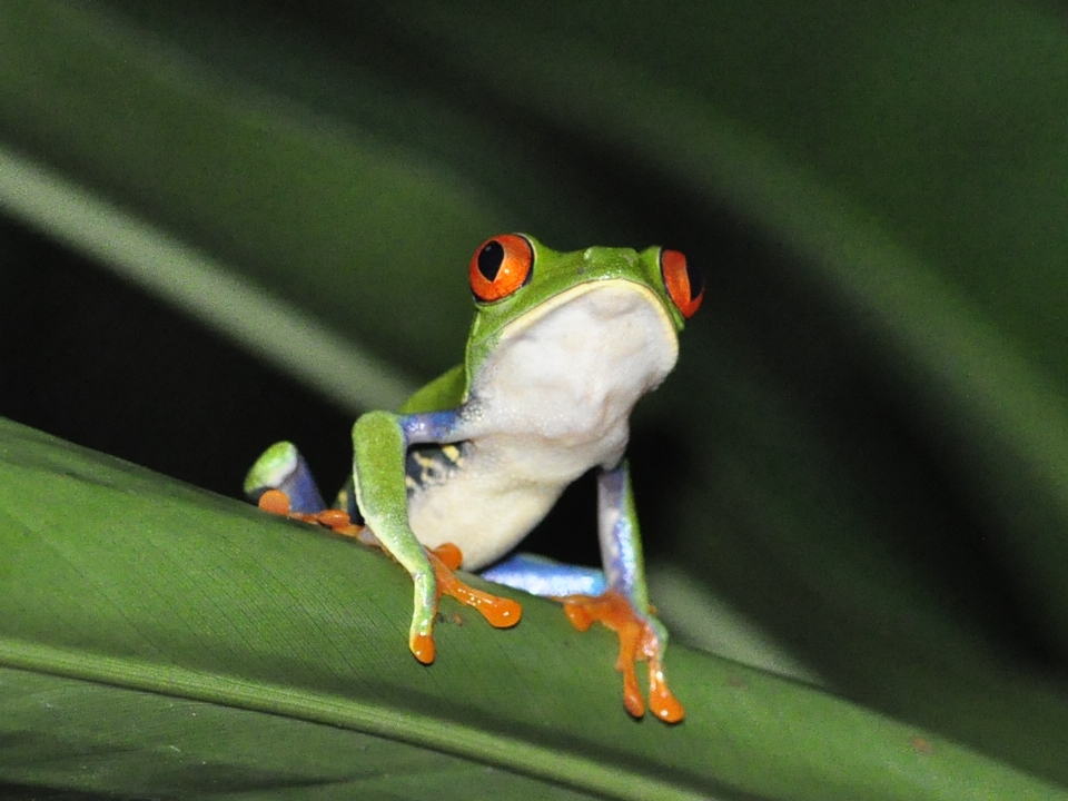 Natura zielony dżungla dziób