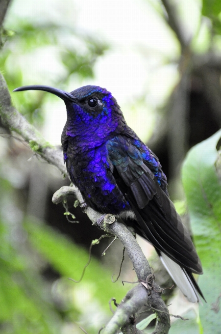 Nature branch bird flower