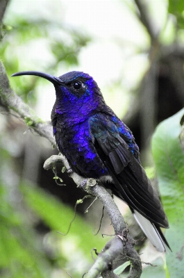 Nature branch bird flower Photo