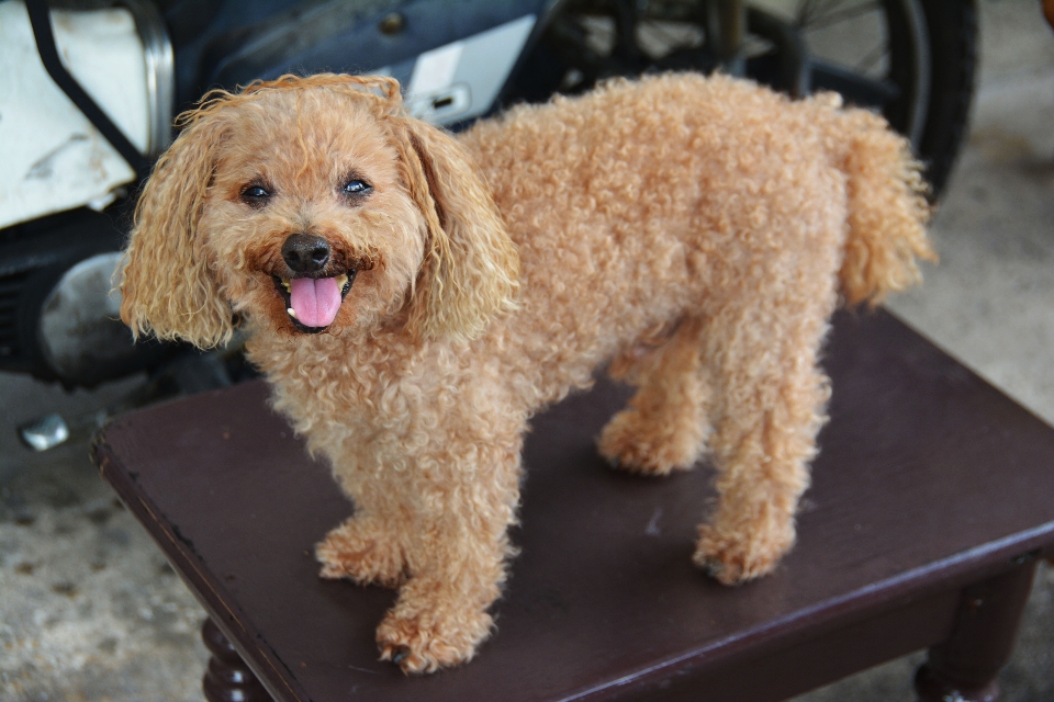 Extérieur chiot chien animal