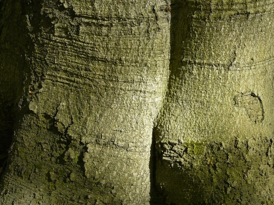 木 自然 森 ブランチ 写真