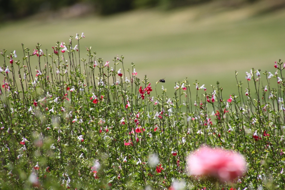 Nature herbe fleurir usine