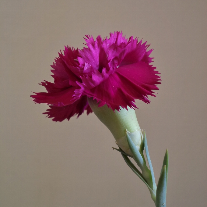 自然 植物 花 花弁