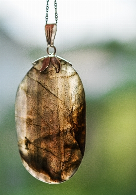 Nature branch leaf stone Photo