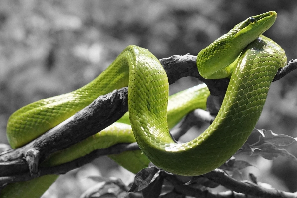 Foto Verde rettile scala fauna