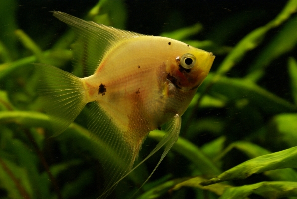 水 水中 緑 生物学 写真