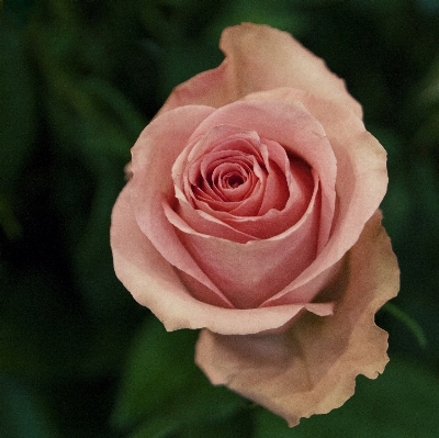 Nature plant flower petal Photo