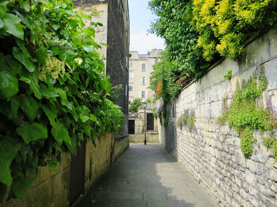 Tree plant road street