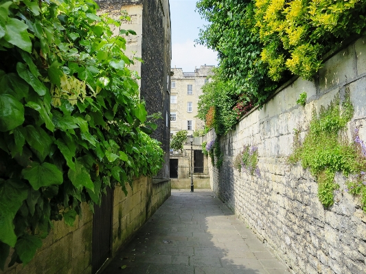 Tree plant road street Photo