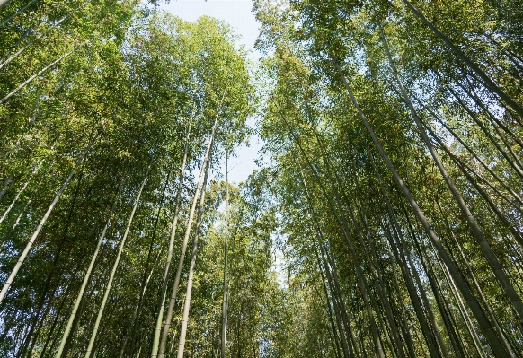 Tree nature forest branch Photo