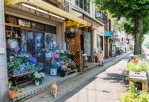 Foto Estrada rua flor cidade