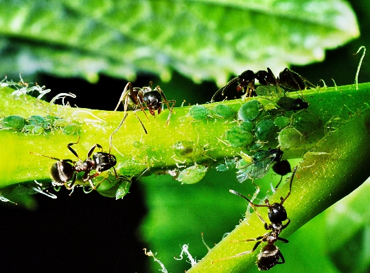 Foto Alam cabang fotografi daun