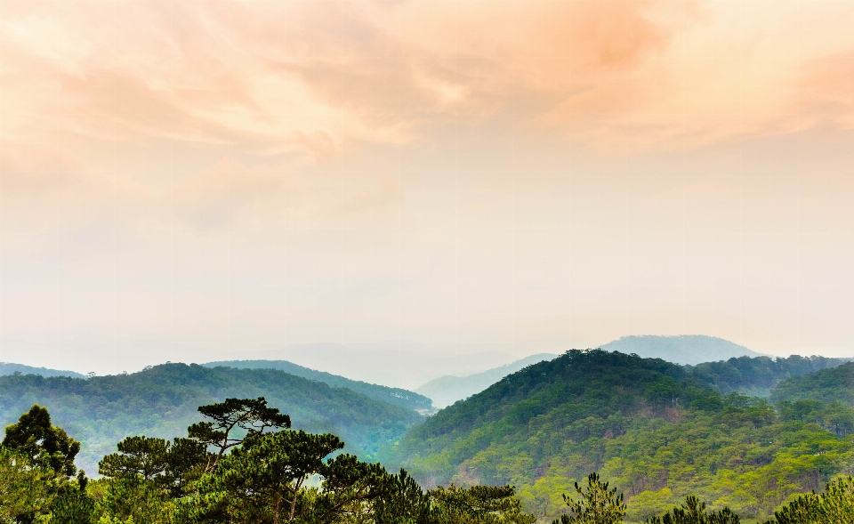 Paysage nature forêt horizon