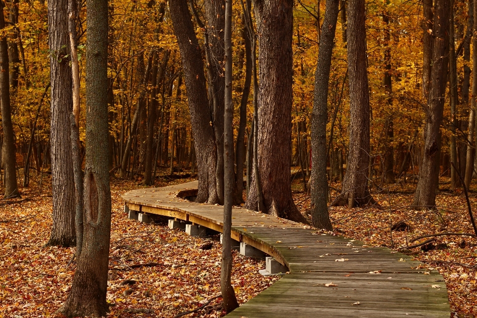 Tree nature forest wilderness