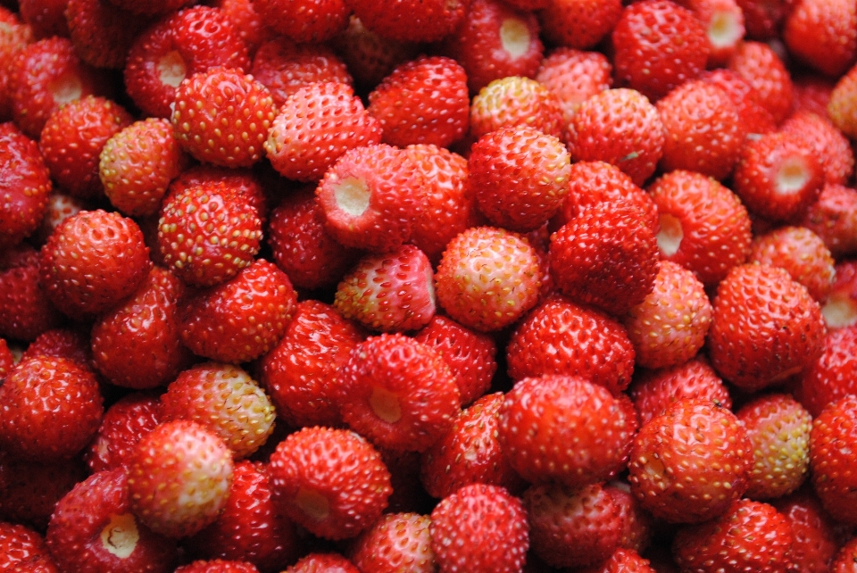 Nature forêt usine framboise