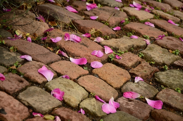 Plant road leaf sidewalk Photo