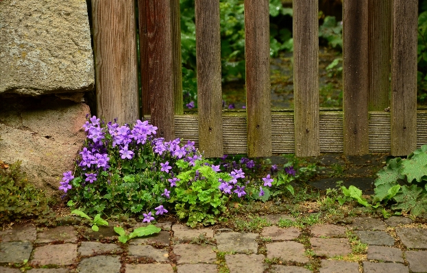 Foto Cerca plantar madeira grama