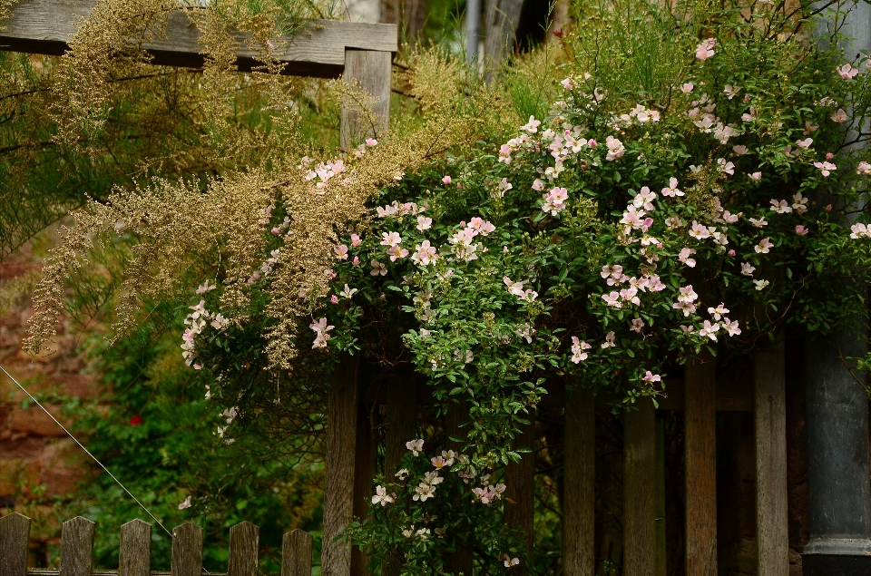 Natur blüte zaun anlage