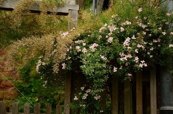 Nature blossom fence plant Photo