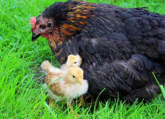 Bird meadow sweet cute Photo