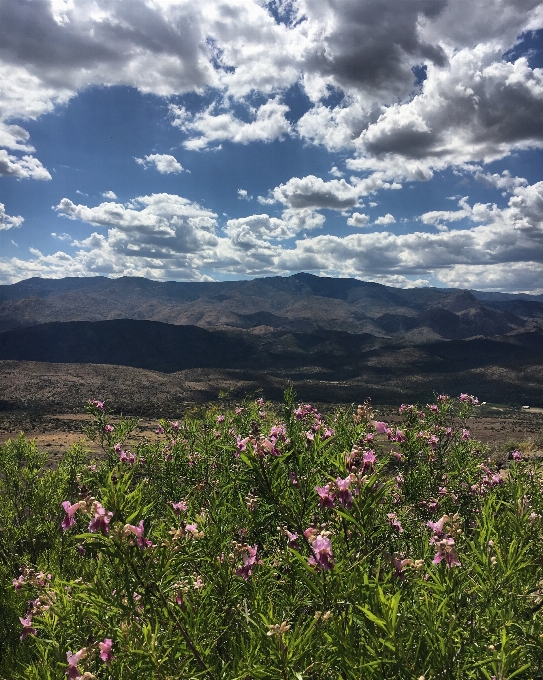 風景 木 自然 草