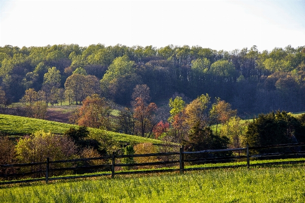 Landscape tree nature forest Photo