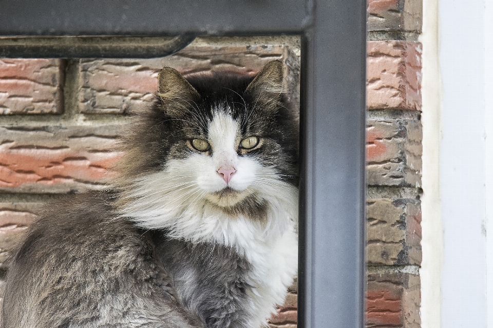 Mignon en regardant animal de compagnie portrait