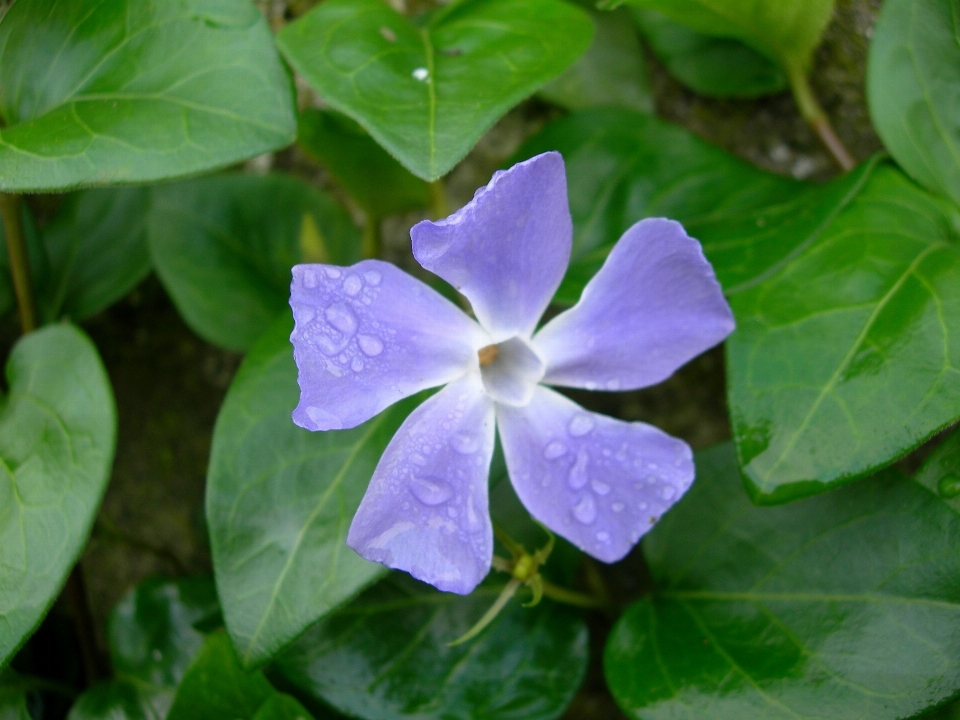 Fiore pianta petalo fioritura