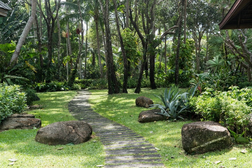 Landscape tree nature pathway