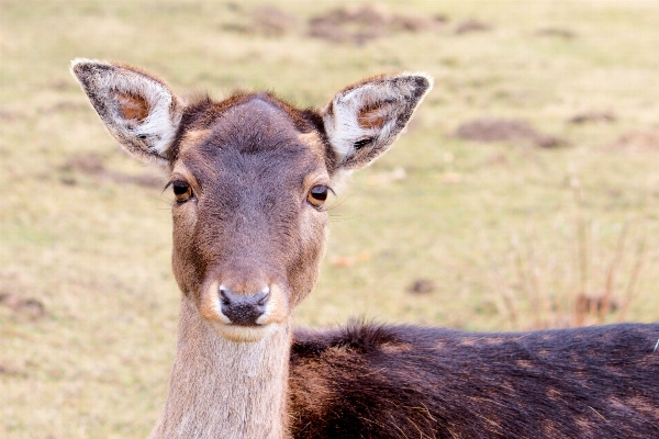 Nature animal wildlife deer Photo