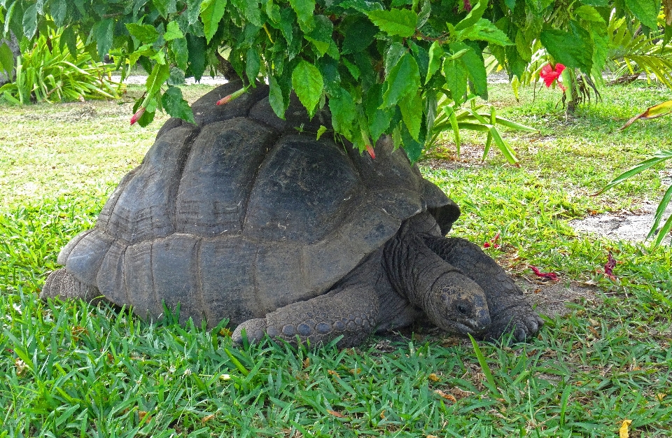 Natureza animal animais selvagens selva