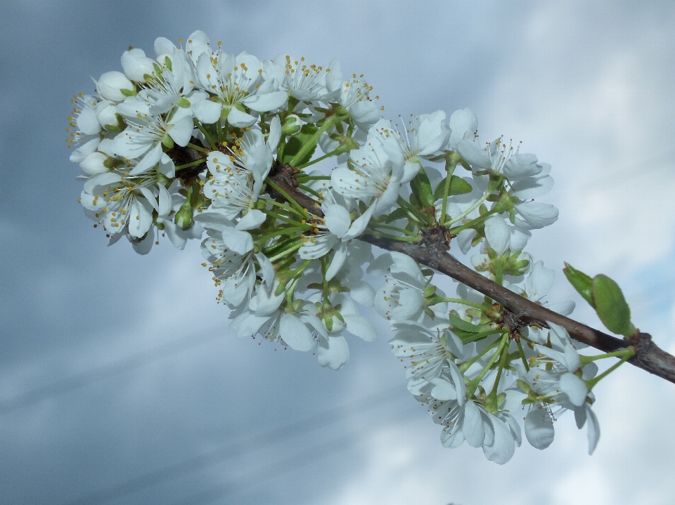 Arbre nature bifurquer fleurir