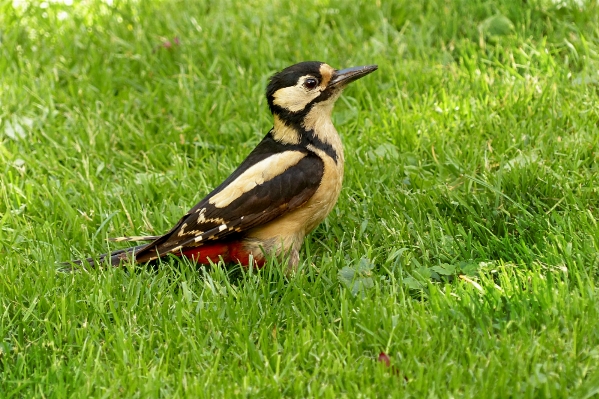 Grass bird lawn meadow Photo