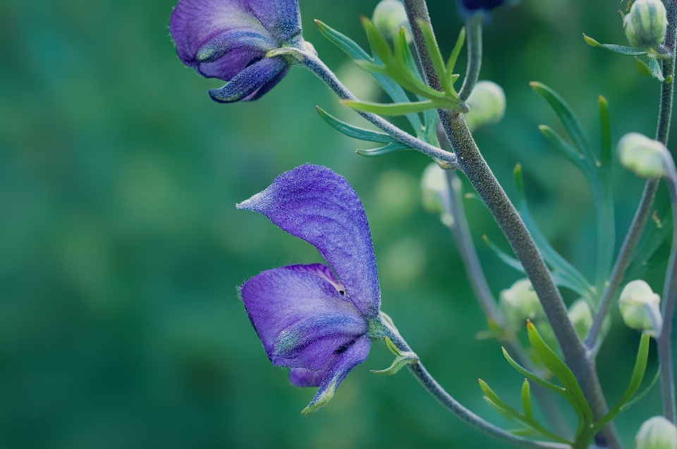 Natur blüte anlage blume