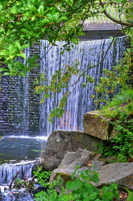 Landscape tree water nature