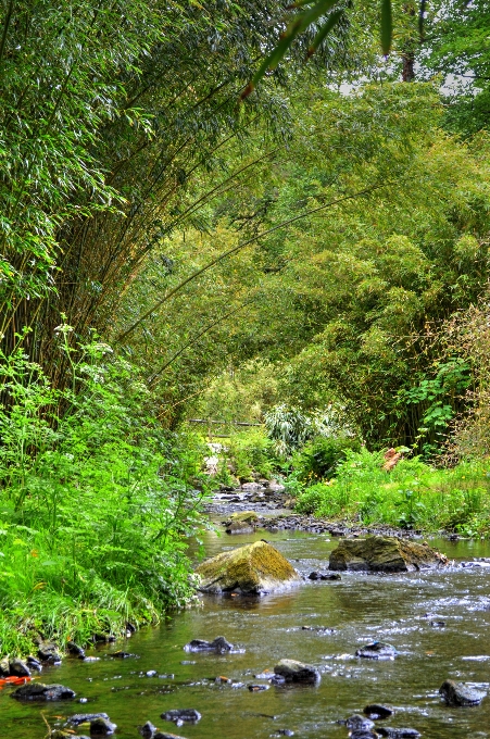 Albero acqua natura foresta