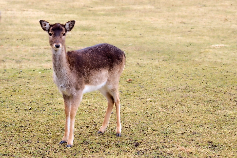 Naturaleza animal fauna silvestre ciervo