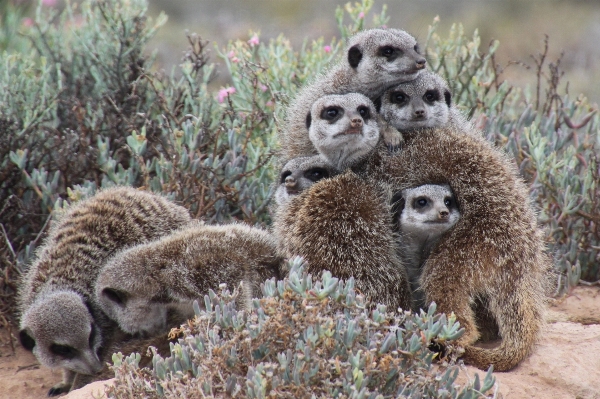 Foto Alam margasatwa mamalia fauna