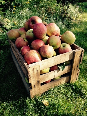 Apple 自然 植物 水果 照片