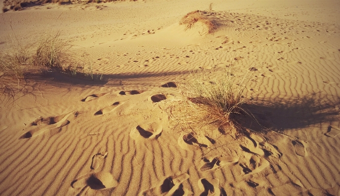 Landscape sand desert dune Photo