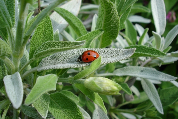 Nature plant flower animal Photo