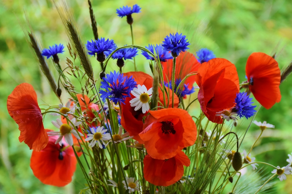 Nature fleurir usine champ